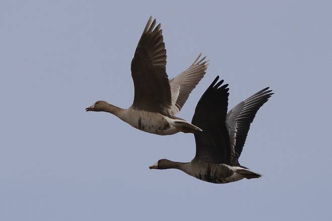 다정히 날아가는 황기러기와 쇠기러기.