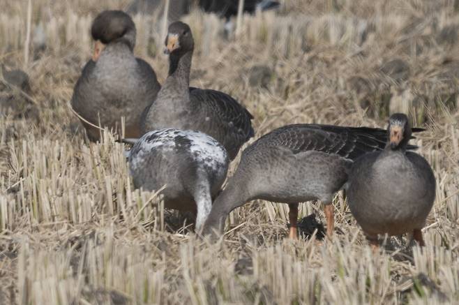 얼룩기러기가 형제로 보이는 어린 쇠기러기들이 함께 있다.