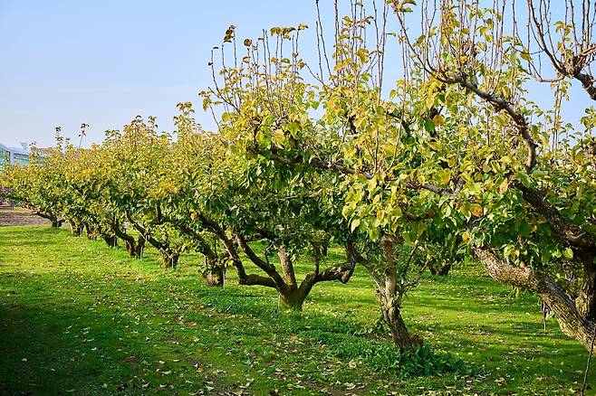 과일나라테마공원 전경. 사진=도진영