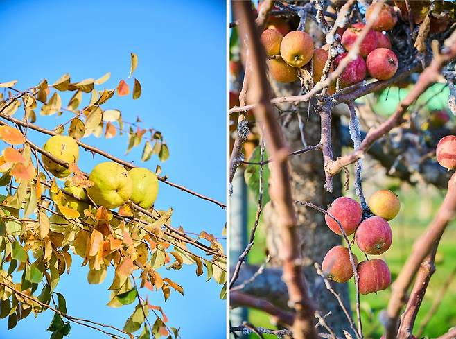 다섯 종류의 과원을 중심으로 산책로가 조성돼 있다. 사진=도진영