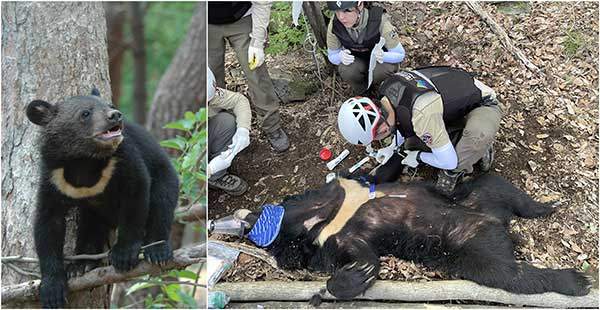 반달가슴곰. 오른쪽은 곰의 발신기를 교체하면서 건강 체크를 하는 모습. 반달가슴곰은 전국의 산에 많이 살았으나 일제강점기 때 대량 포획과 이후 밀렵으로 지리산에만 겨우 5개체가 남아 있는 것으로 확인되었다. 그대로 두면 멸종되기 때문에 러시아, 중국에서 새끼곰을 도입해 복원한 결과, 현재는 약 100개체로 늘었다. 그러나 주변에 주민들이 살고, 탐방객들도 많아 '사람과 곰의 공존'을 위해서는 더욱 과학적인 관리와 사람의 배려가 필요하다. 사진 국립공원 야생생물보전원