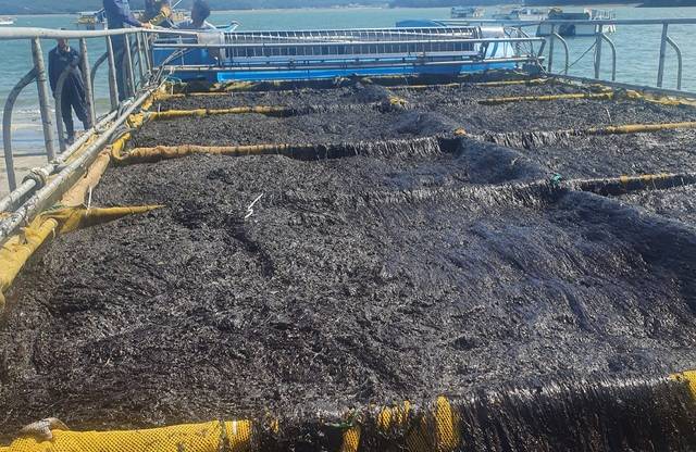 고군산군도에서 생산·출하 중인 ‘청곱창(하이타넨시스)’/사진제공=김로원 공주대학교 생명과학과 연구교수