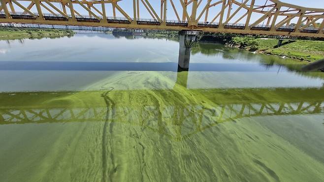 2025년 8월 낙동강 칠서 취수장 부근 녹조의 모습. 임희자 낙동강 네트워크 집행위원장 제공.