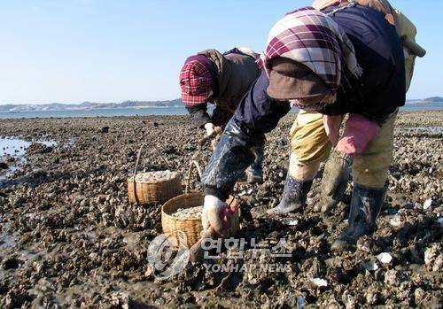 굴 채취 현장 [연합뉴스 자료 사진]