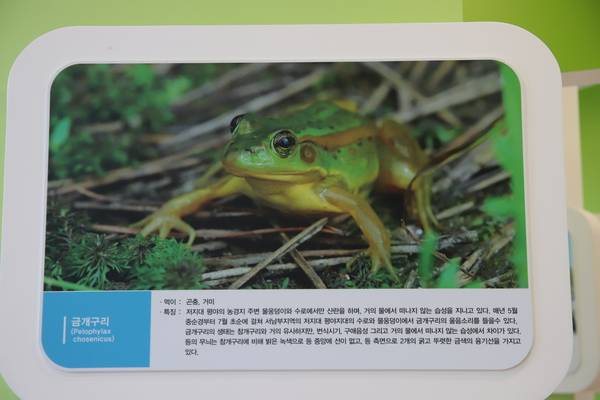 합천 정양늪생태학습관에 있는 금개구리 사진. /이서후 기자