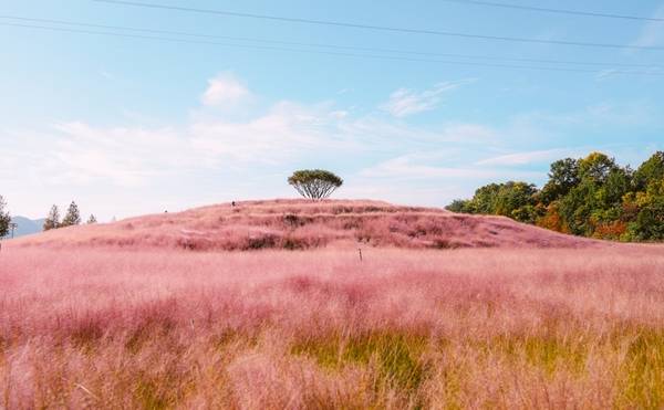 합천 신소양체육공원 핑크뮬리 군락. /경남도
