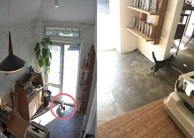 필자는 자기 집인 양 열린 문으로 쏙 걸어들어왔어요. 보호자 제공