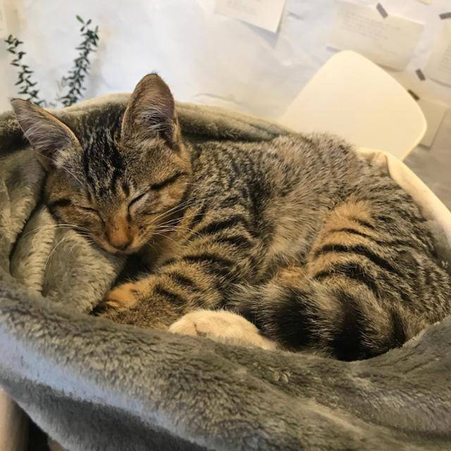 길생활 중 우연히 들어온 공간에서 꿀잠 중인 필자! 보호자 제공