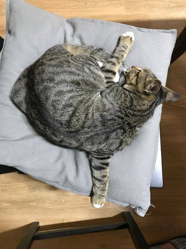 고양이 이륙합니다! 보호자 제공