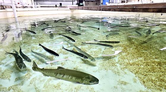 경북 영덕군 병곡면 경상북도 수산자원연구원에서 사육 중인 국내 회유 연어 '첨연어'의 모습. 사진 경북수산자원연구원
