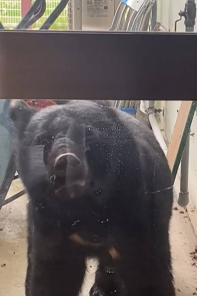 지난 10월 14일 일본 이와테현 하나마키시의 한 어린이집 앞에 나타난 곰의 모습. 당시 이 어린이집 안에는 40여명의 어린이가 있었다. AFP연합뉴스