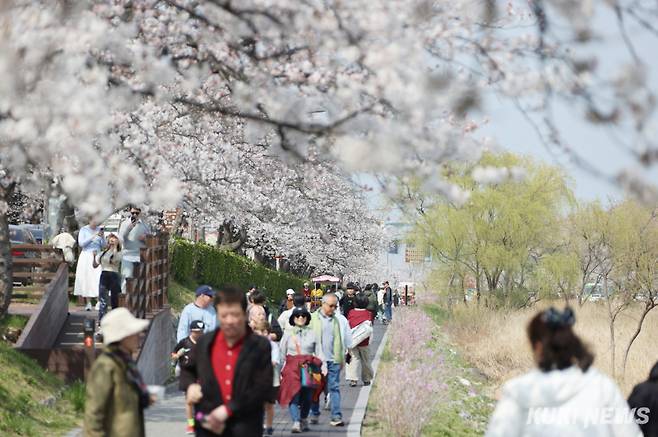 지난 늦여름 극심한 가뭄으로 용수부족에 시달리며 관광산업이 다소 주춤했던 강릉지역이 10월 부터 관광객수를 다시 회복하면서 올연말 3400만명 돌파를 눈앞에두고 있다. 강릉벚꽃축제 모습. 강릉시 제공