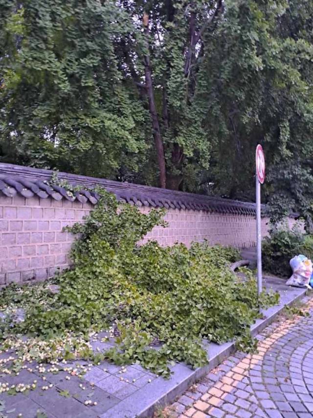 ▲지난 8월 바람에 꺾인 경기전의 은행나무 가지 ⓒ전주시 제공