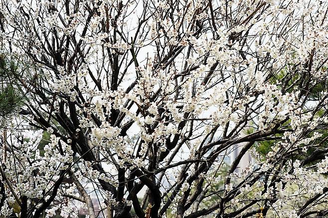 매실나무 [국립수목원 제공. 재판매 및 DB 금지]