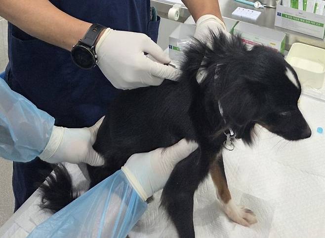 예방접종하는 서울시 소속 수의사.ⓒ서울시 제공