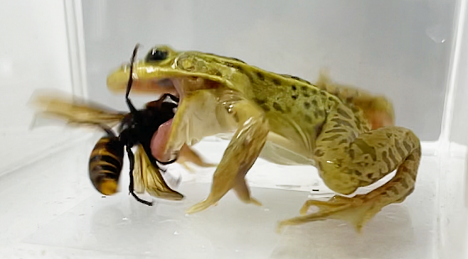 스기우라 신지 고베대 교수는 참개구리가 세계 최대 말벌인 장수말벌의 독침에 쏘이고도 끄떡없다는 사실을 발견했다. Shinji Sugiura, Ecosphere 2025 제공