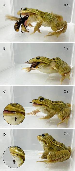 참개구리가 장수말벌의 독침에 쏘이고도 아무런 피해 없이 말벌을 삼키는 모습이다. (C)와 (D)의 원형 확대 사진에서 개구리 입 안에 박힌 말벌의 침을 볼 수 있다. Shinji Sugiura, Ecosphere 2025 제공