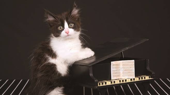 /사진 셔터스톡