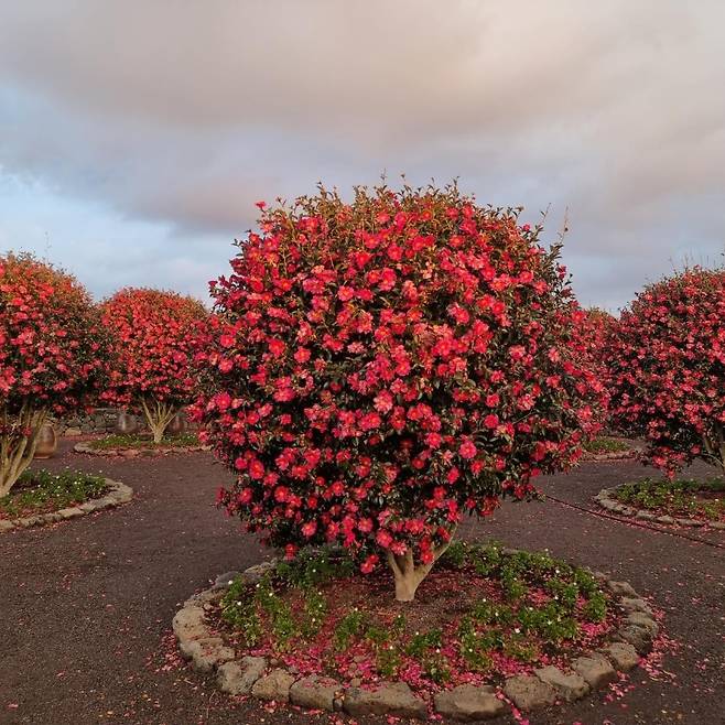 삼달리꽃밭에서. (이하 제주관광공사 제공)