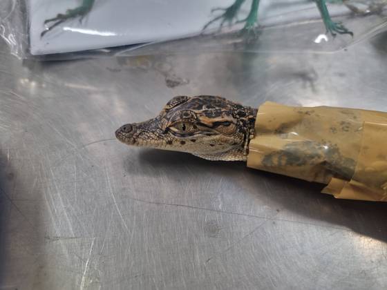 2023년 밀수범이 샴악어를 몰래 반입하려다가 적발된 당시. 사진 국립생태원
