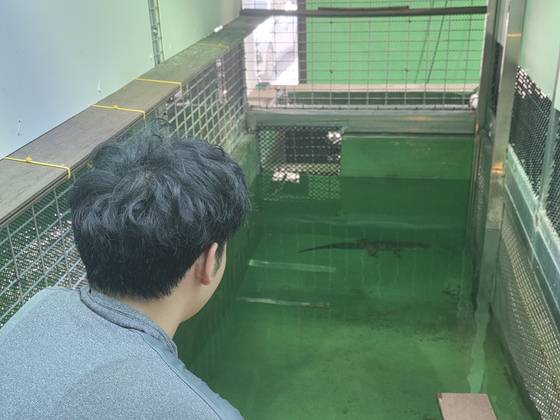 지난달 28일 찾은 충남 서천군의 국립생태원 CITES 동물보호시설에선 밀수 또는 유기된 악어를 보호하고 있다. 이영근 기자