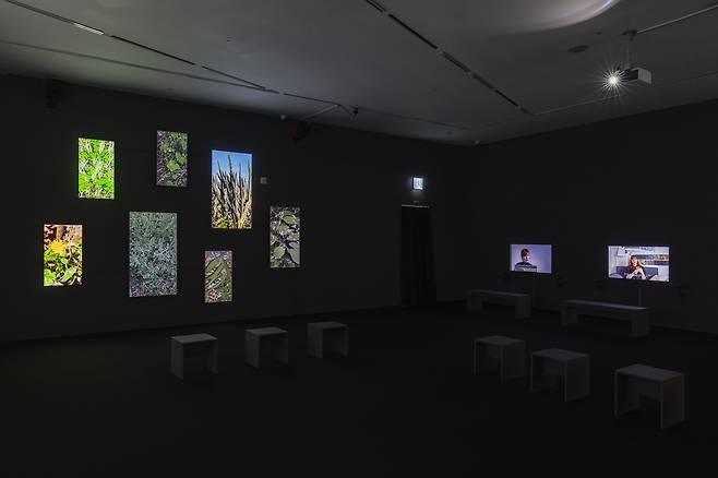 Installation view of "Time Blooms—Anna Ridler" at Buk-Seoul Museum of Art (Courtesy of the museum)