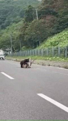일본 홋카이도의 한 국도에서 불곰이 사슴을 공격하는 장면. X캡쳐.