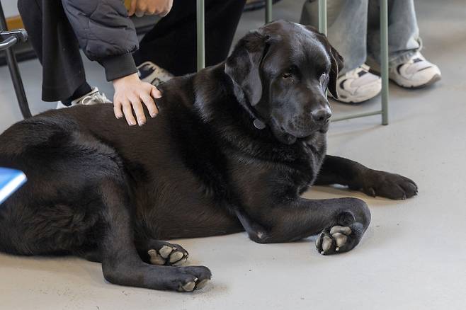 방문객들의 발 옆에 자리하는걸 좋아하는 레만. 장진영 기자