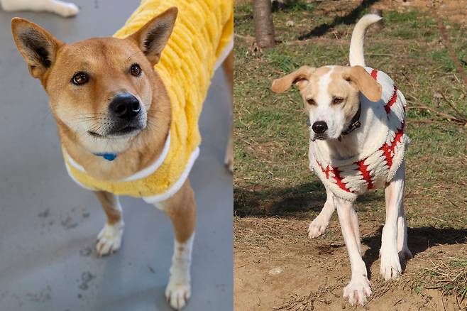 똘이/남아/4살/20kg. 동경개인 똘이는 생후 3개월 무렵 알콜중독자인 보호자에게 학대를 당하다 구조된 아이다. 짧은 꼬리가 매력적인 아이로 훈트에서 ‘군기반장’ 역할을 하고 있다(왼쪽). 또또/남아/6살/16kg. 김포 보호소 출신으로 포인터와 비글 믹스견이다. 파양의 상처가 있지만 여전히 사람을 너무 좋아한다. 교육하면 금방 익히고 먹성도 좋은 편이다. 장진영 기자