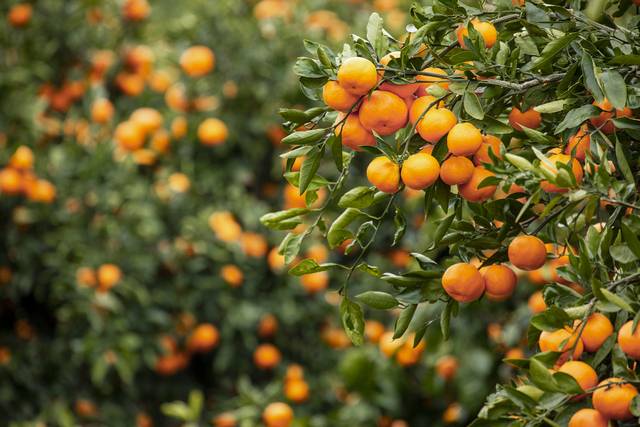 귤은 구연산이 많아 입맛이 없을 때 먹으면 도움이 된다. 클립아트코리아