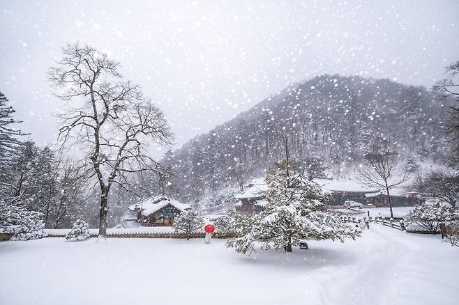 신라시대 창건된 고찰 정암사에 아름다운 설경이 펼쳐져 있다. 정선군 제공