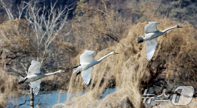 초겨울 날씨를 보인 8일 경기 광주시 퇴촌면 경안천습지생태공원에서 겨울철새 큰고니가 먹이활동을 하고 있다. 2025.12.8/뉴스1 ⓒ News1 김영운 기자