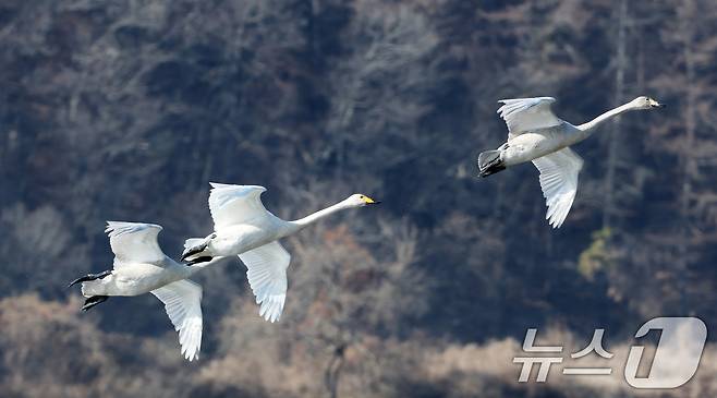 초겨울 날씨를 보인 8일 경기 광주시 퇴촌면 경안천습지생태공원에서 겨울철새 큰고니가 먹이활동을 하고 있다. 2025.12.8/뉴스1 ⓒ News1 김영운 기자