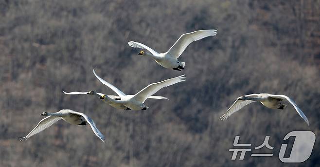 초겨울 날씨를 보인 8일 경기 광주시 퇴촌면 경안천습지생태공원에서 겨울철새 큰고니가 먹이활동을 하고 있다. 2025.12.8/뉴스1 ⓒ News1 김영운 기자