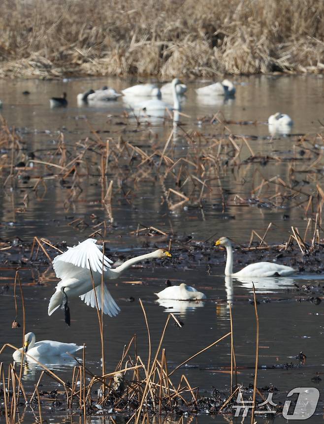 초겨울 날씨를 보인 8일 경기 광주시 퇴촌면 경안천습지생태공원에서 겨울철새 큰고니가 먹이활동을 하고 있다. 2025.12.8/뉴스1 ⓒ News1 김영운 기자