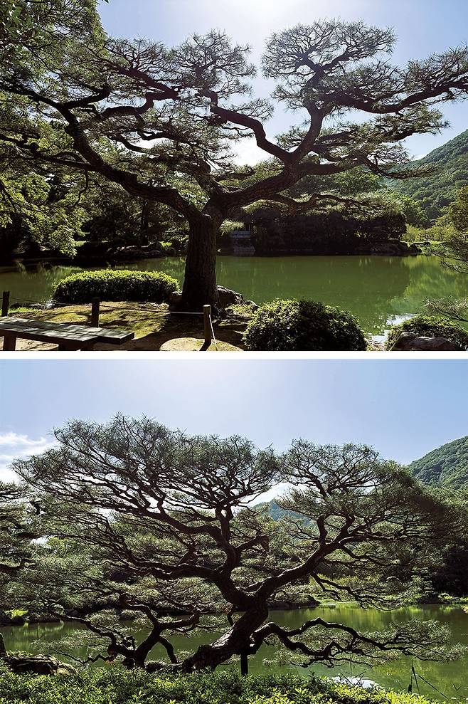 자연의 강인함과 생명력을 느낄 수 있는 리쓰린 공원 소나무의 존재감