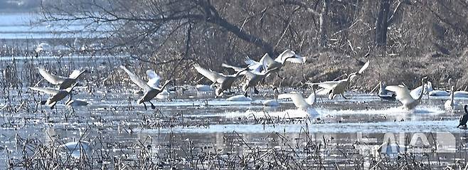 [경기광주=뉴시스] 김종택 기자 = 8일 경기 광주시 경안천습지생태공원에서 천연기념물 제201-1호 큰고니(백조)들이 힘찬 날개짓을 하고 있다. 2025.12.08. jtk@newsis.com