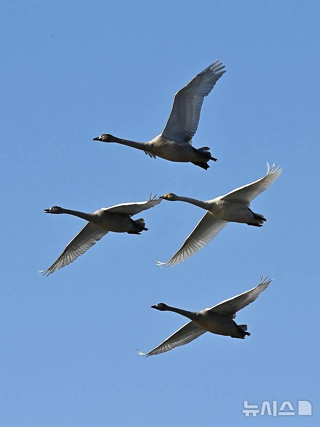 [경기광주=뉴시스] 김종택 기자 = 8일 경기 광주시 경안천습지생태공원에서 천연기념물 제201-1호 큰고니(백조)들이 비상하고 있다. 2025.12.08. jtk@newsis.com