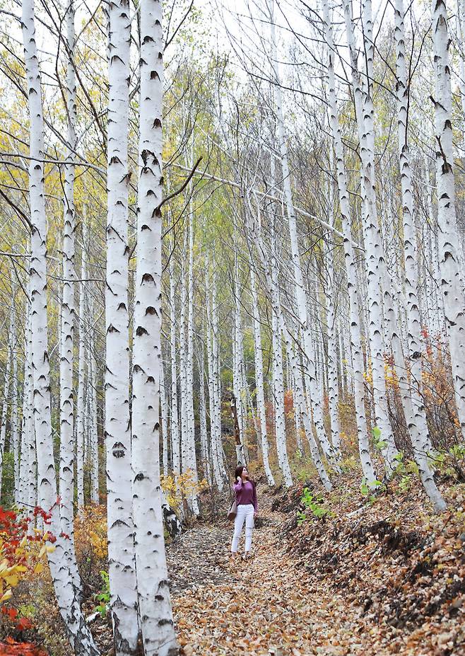 황홀하게 빛나는 자작나무 숲