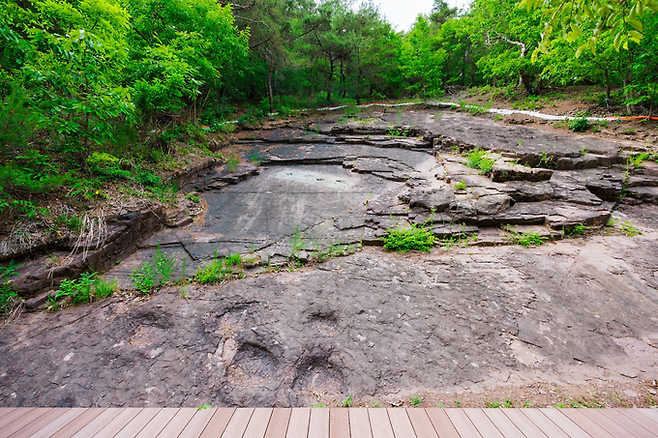 ▲ 경북 의성군 금성면 만천리 아기공룡 화석산지에서 전망데크 앞 암반층에 새겨진 둥근 발자국과 균열 지형이 주변 숲과 함께 원형 그대로 드러난 모습이 지상 촬영으로 담겼다. 의성군