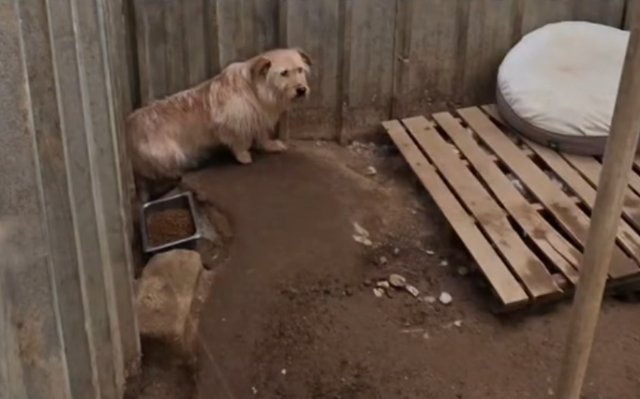 오는 31일 철거를 앞둔 인천 계양구의 인천시수의사회 동물보호소의 모습. 동물보호단체 '더가치할개' 제공