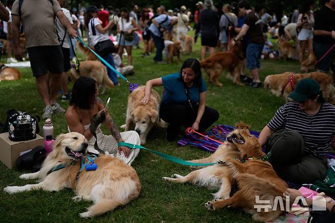 [부에노스아이레스=AP/뉴시스] 8일(현지 시간) 아르헨티나 부에노스아이레스 팔레르모 공원에서 열린 세계에서 가장 많은 골든 리트리버가 한자리에 모이는 세계 기록 도전 행사에 참가한 참가자들이 반려견과 즐거운 시간을 보내고 있다. 2025.12.09.
