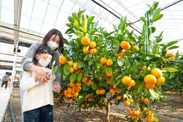 광주에서 감귤 재배가 한창인 가운데 수확을 직접 체험해보려는 시민들도 늘고 있다. /광주시농업기술센터 제공