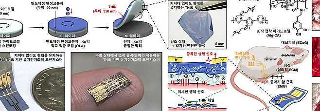 IBS, 생체조직에 착 달라붙는 초박막 나노전자소자 개발