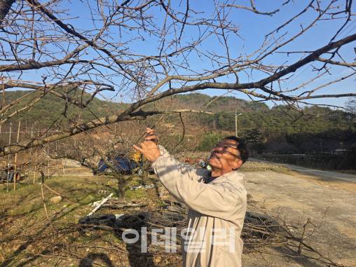 박종호 경북 영덕 창수면 신기리 이장이 자신의 집앞에서 나무를 돌보고 있다. (사진=박진환 기자)