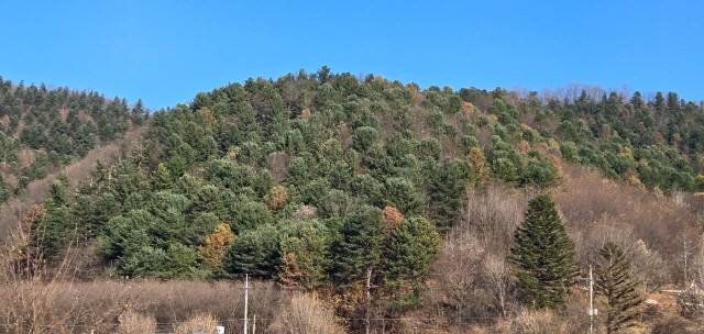 1977년 춘성군(현재 춘천시) 서면 안보·당림지구에 조성된 전국 최초의 대단위 경제림단지.&nbsp;