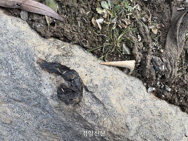 지난 7일 서울 중랑천 일대 천변 한 바위 위에 있던 수달 배설물이 발견됐다. 오경민 기자