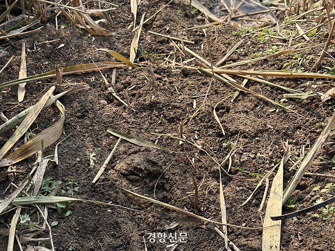 지난 7일 서울 중랑천 일대에서 수달 발자국이 발견됐다. 오경민 기자