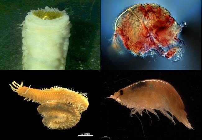 윤성명교수가 세계에서 처음 발견한 무척추동물 신종. 왼쪽 위부터 시계방향으로 갈고리잎빗갯지렁이(다모류), 구멍넓은배장수노벌레(요각류), 두토막고리털갯지렁이(다모류), 털손긴팔옆새우(단각류)./제공=동북아생물다양성연구소