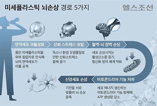 최근 해외 연구팀은 미세플라스틱이 뇌에서 염증과 손상을 유발하는 주요 경로 다섯 가지를 발표했다​./그래픽=김민선
